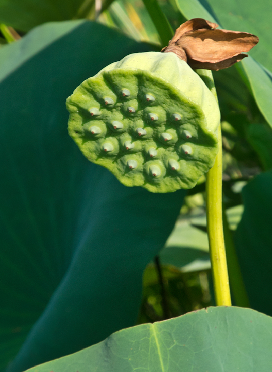 water lily