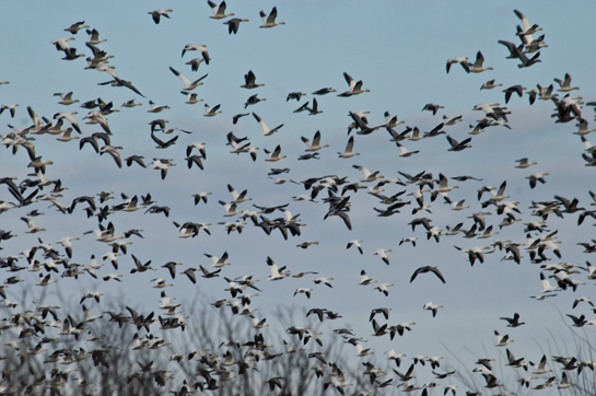 many birds