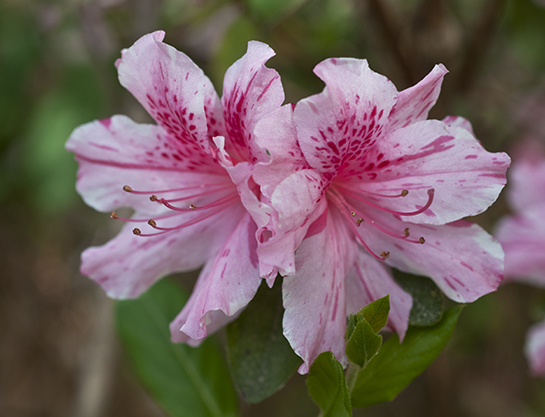 azalea