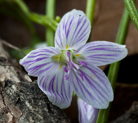 spring beauty