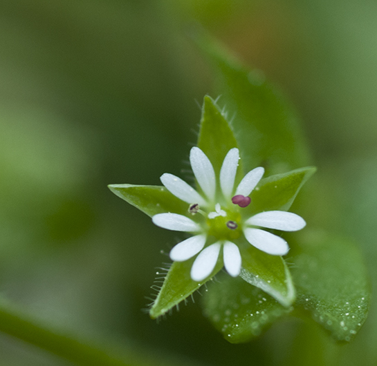 white flower