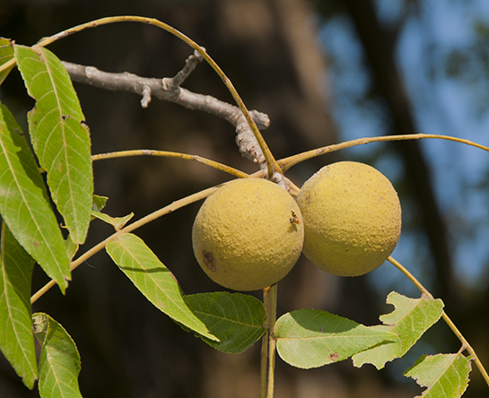 walnuts