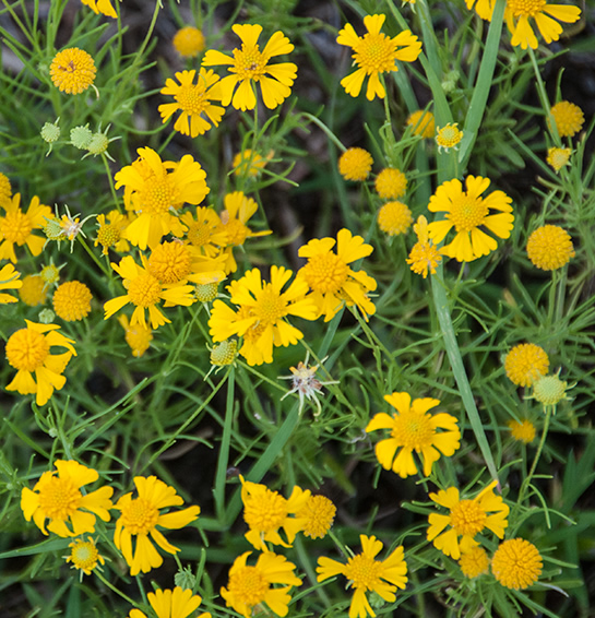 yellow flowers