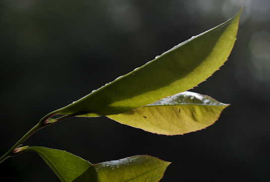 green leaf