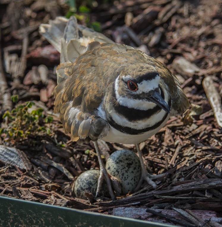 bird and eggs