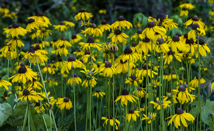 flowers-b