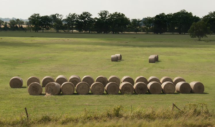 hay