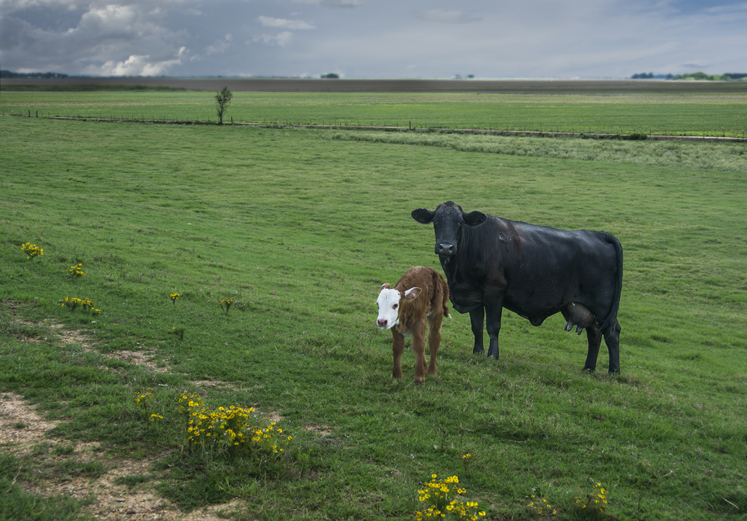 mom and calf