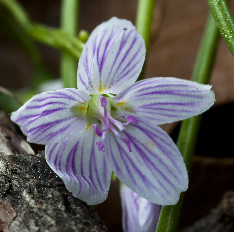 spring beauty