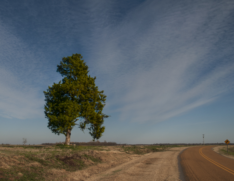 cross tree-a