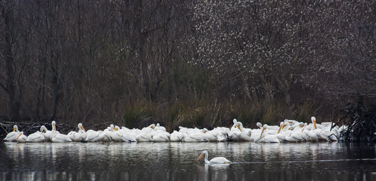 a flock of 'em