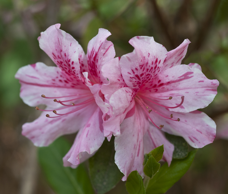 pink blossom