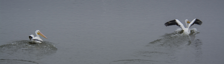 a wary eye from the pelicans