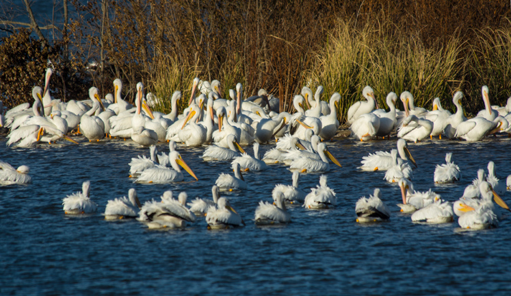 pelicans-a