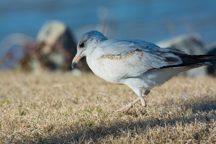 birds-f