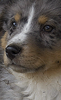 Gandalf the Australian Shepherd