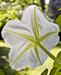 moon flower