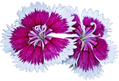 dianthus