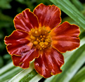 marigold