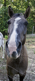 Friendly Horse