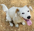 Old Barn Young Dog