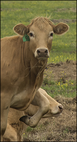 A Klatch of Cows