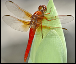 a Neon Skimmer