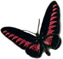 butterfly